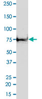 2 &mu;g/lane SDS-PAGE Stained with Coomassie Blue